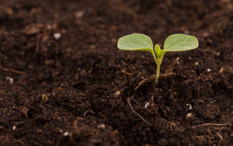 Green shoots for Queensland vacancy rates? - Vimarsana News